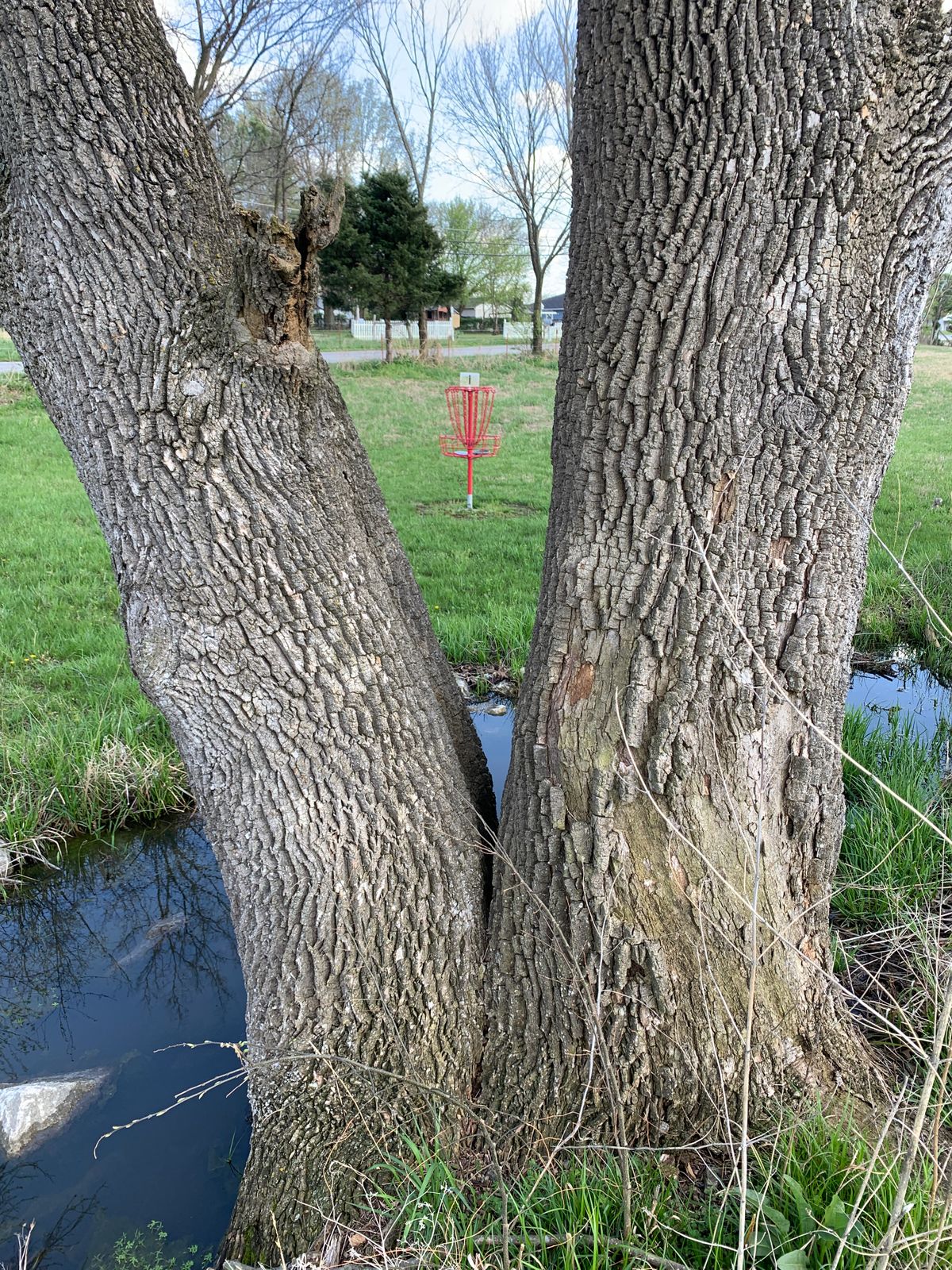 Look between a tree guarding hole 1