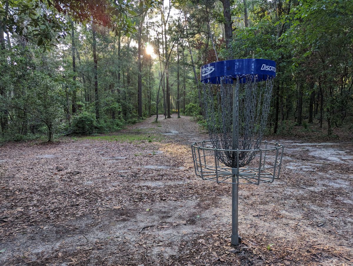 Short basket position looking back up the fairway at the wall of trees near the tee pad.