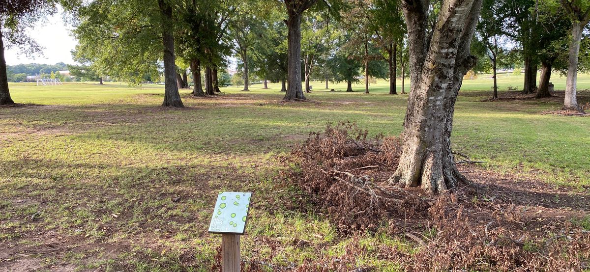 Hole 15