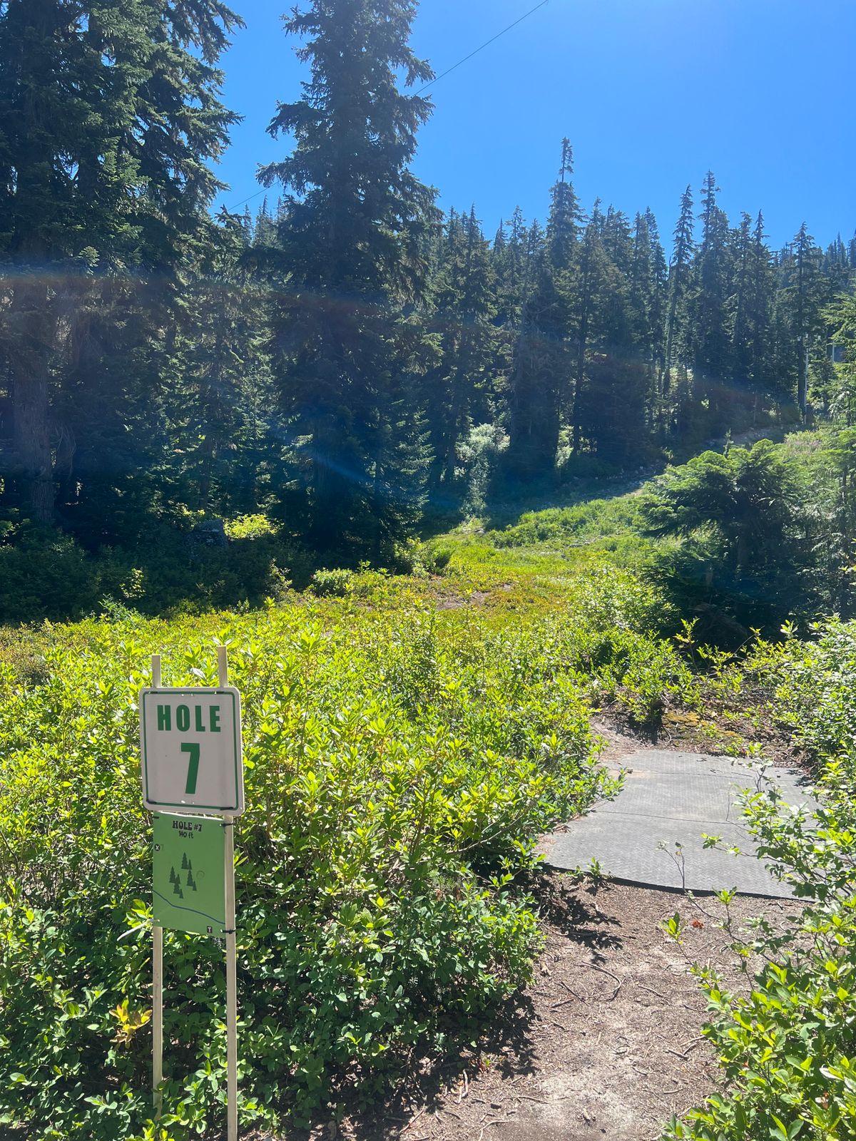 View from hole 7 tee. Basket is directly behind tree.