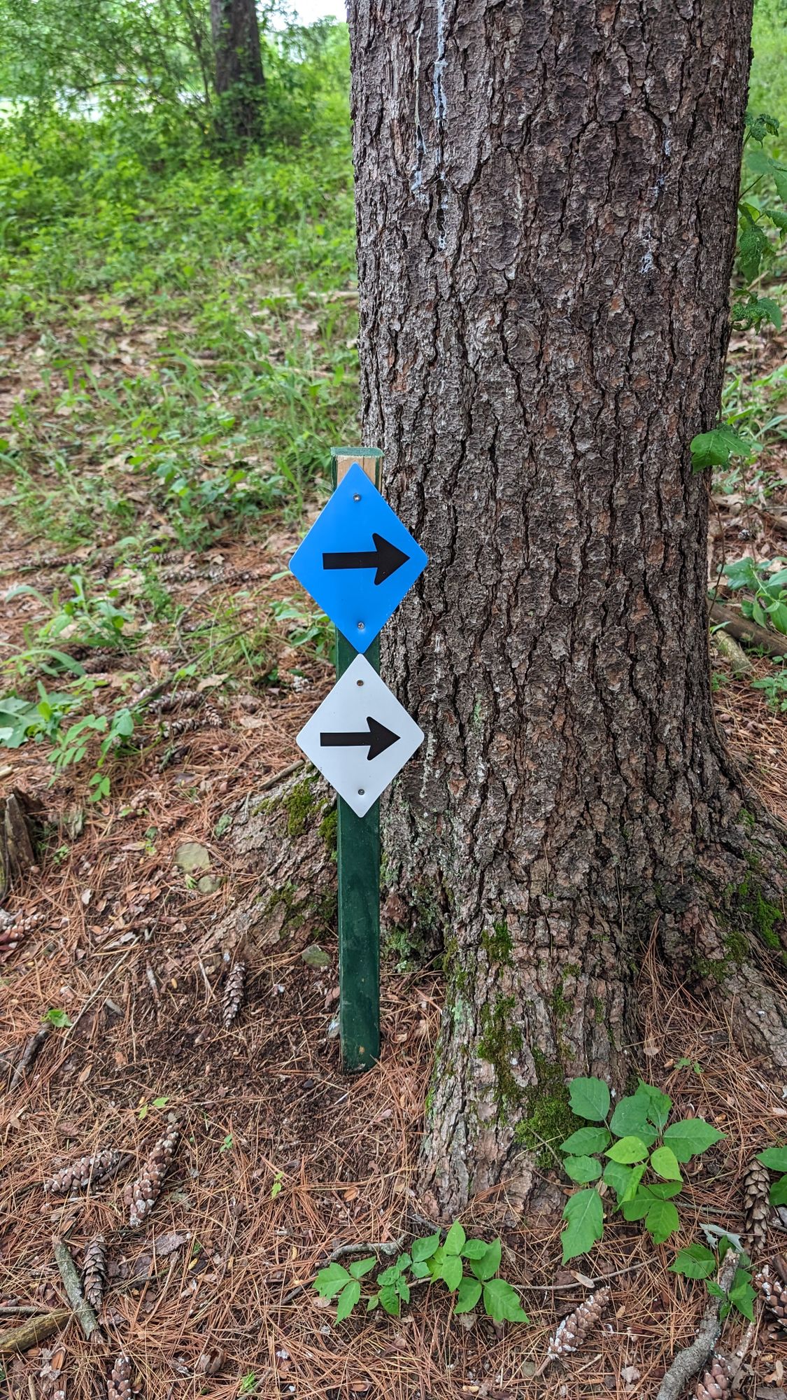 Markers to show you the next tee
