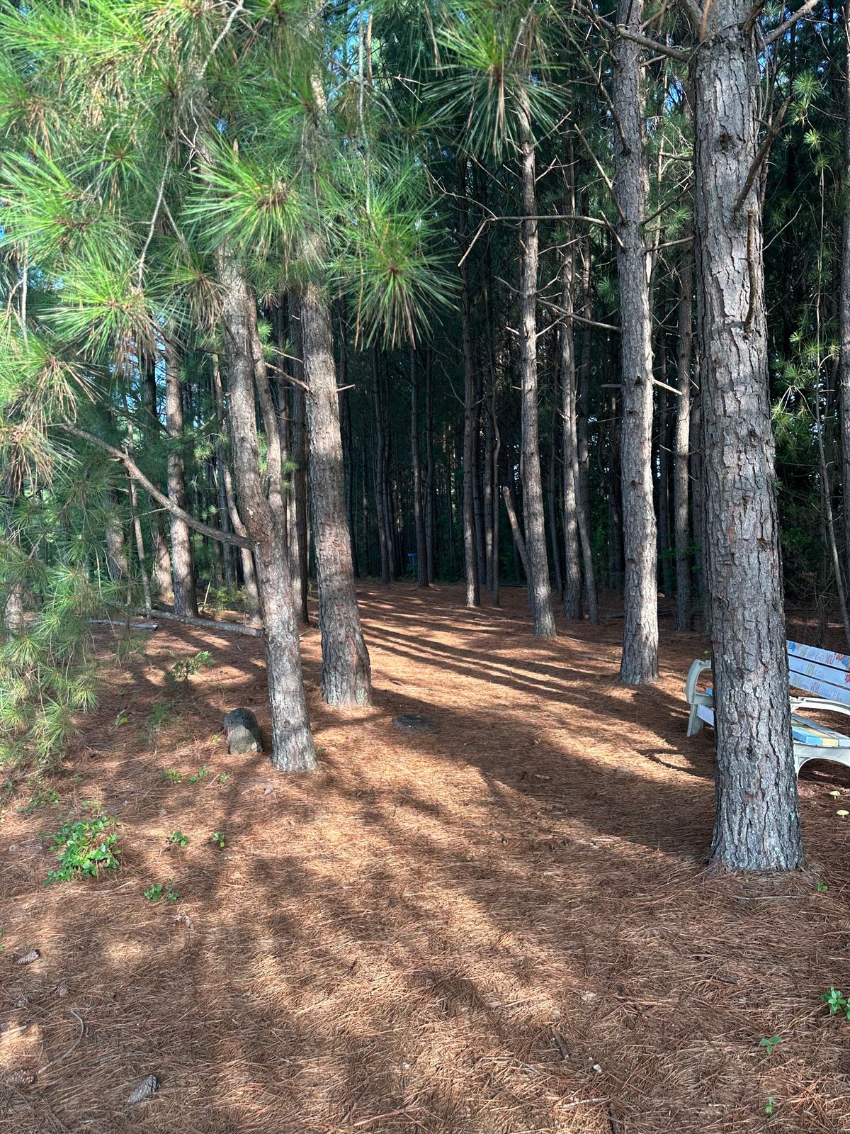Hole 2 in the trees.