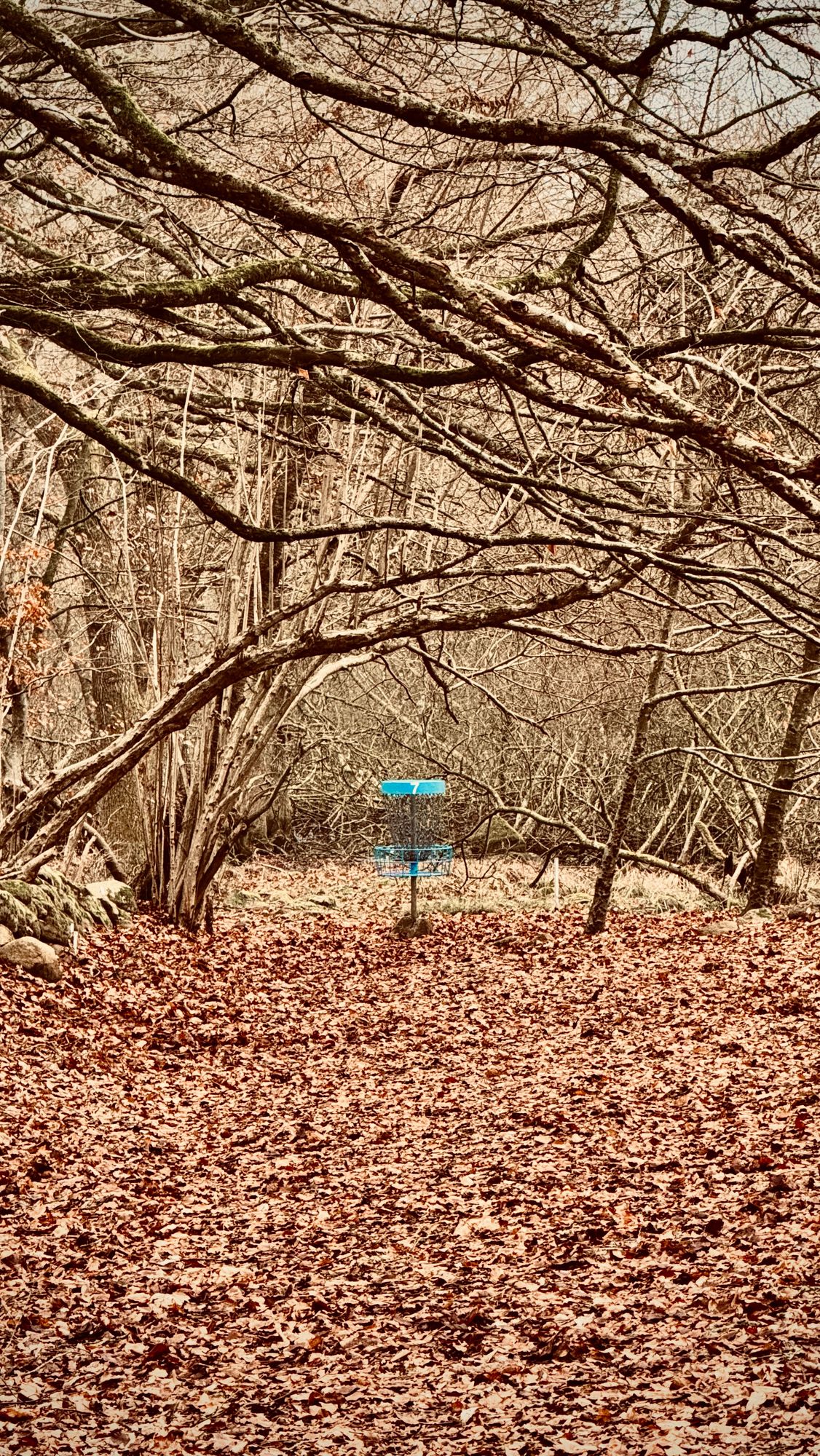 Mild winter January 2025 😁🥏