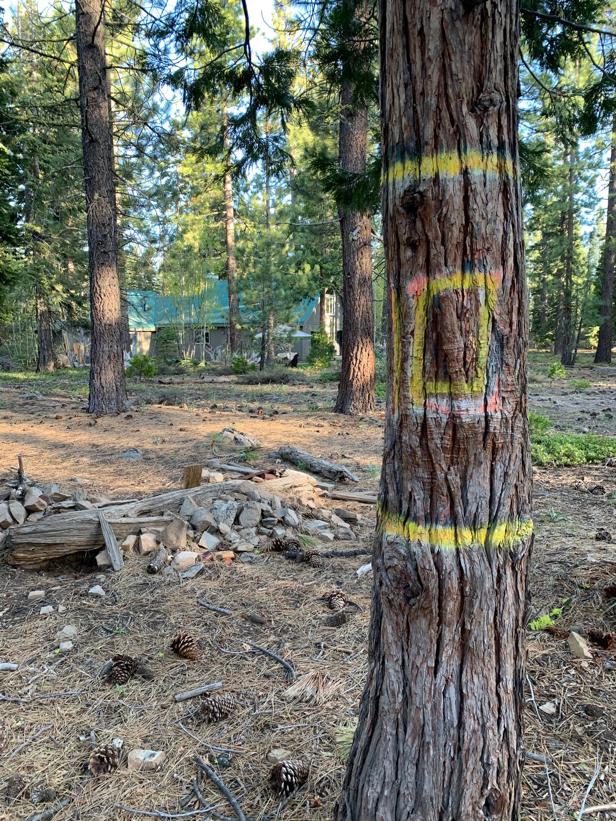 #10 basket/tree