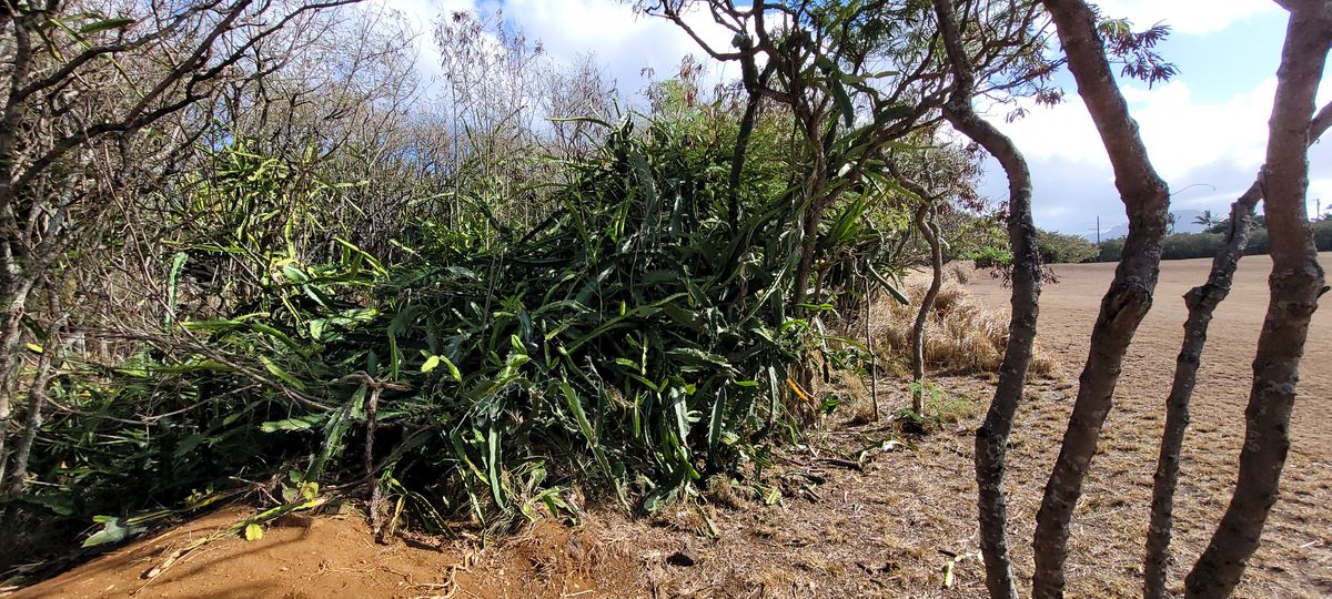 Cacti are pretty too look at. Not so pretty to retrieve your disc from.
