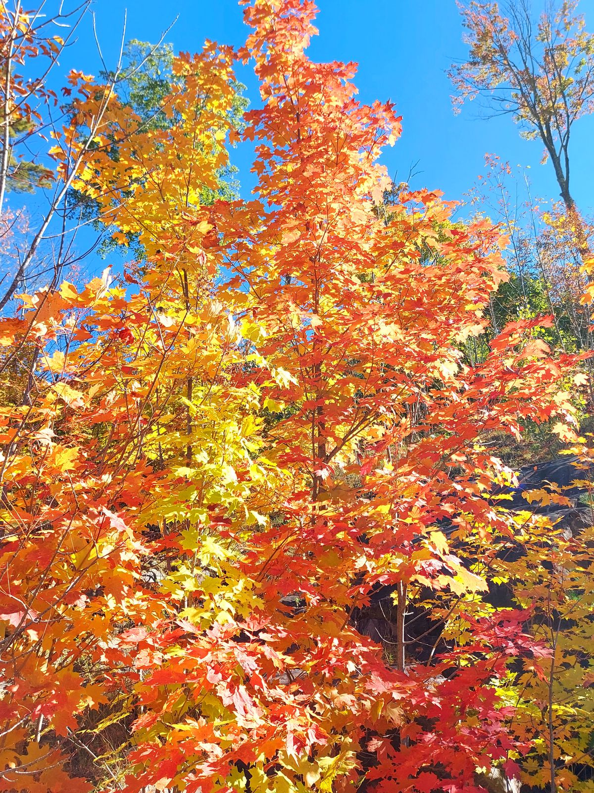 Tee pad 5. 🍀 🍁 🍁 🍁 🍁  🌳