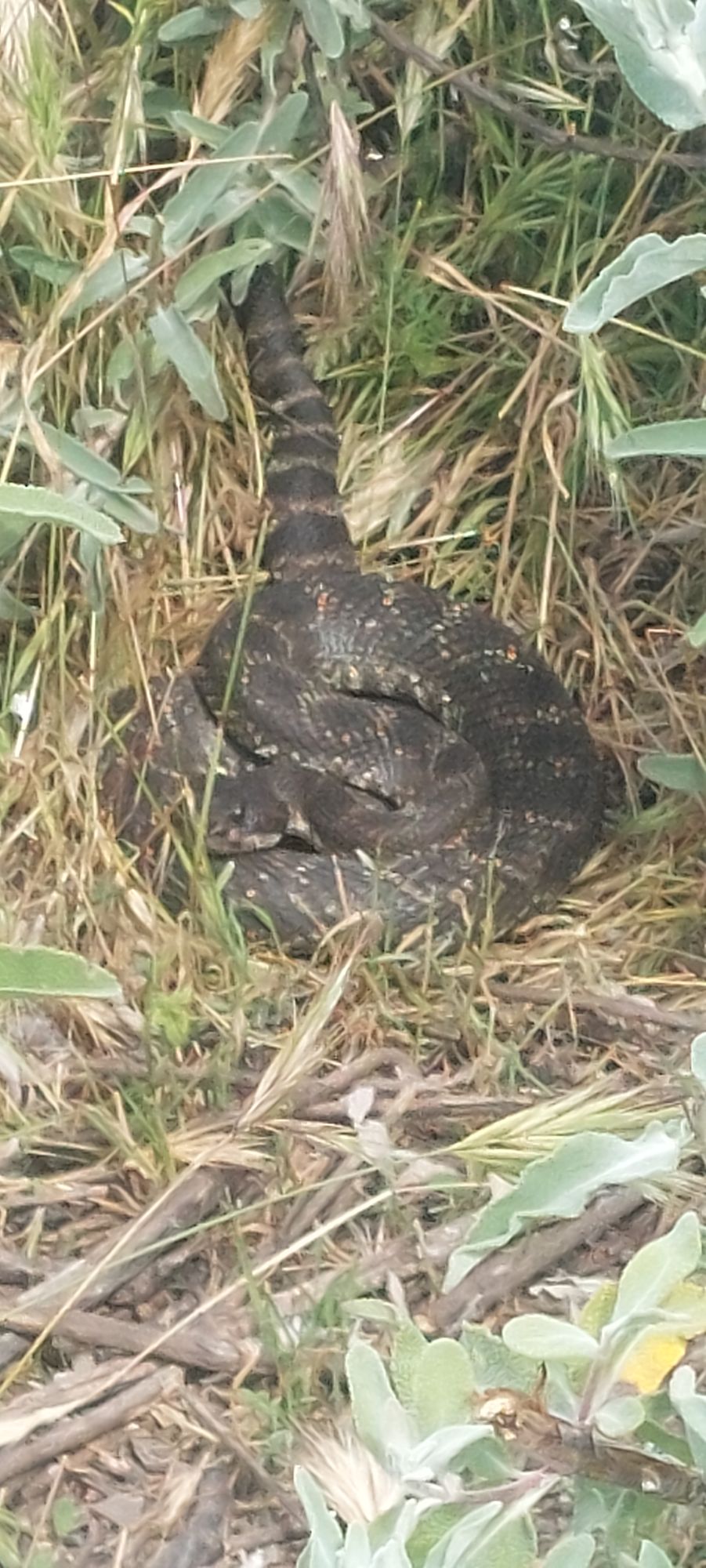Hole 2...on the hillside by the basket. Just outside 60ft from basket. Very thick grass providing the perfect cover. Tread lightly!!
