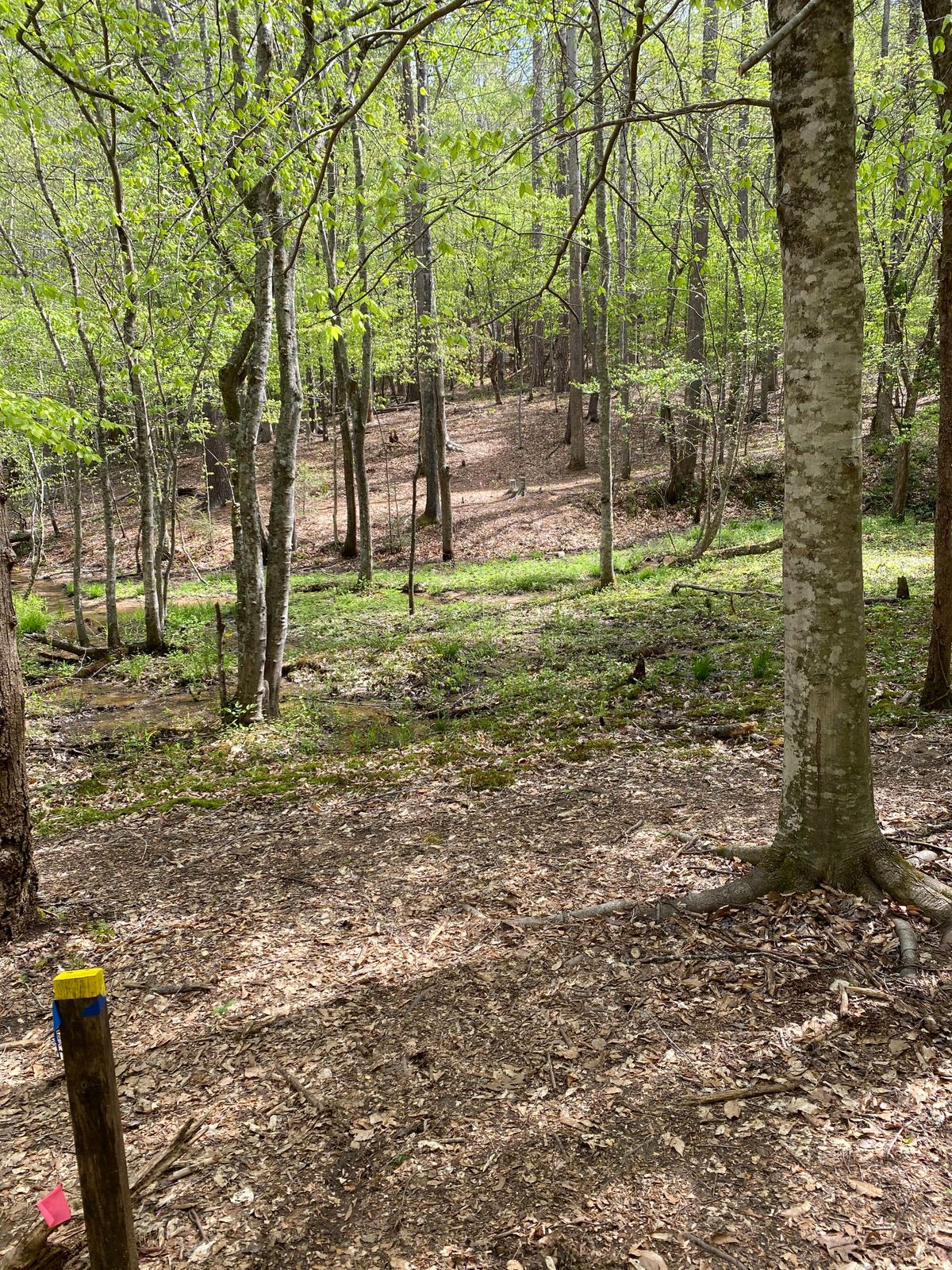Hole 15. Basket straight ahead. Several trees to beat.