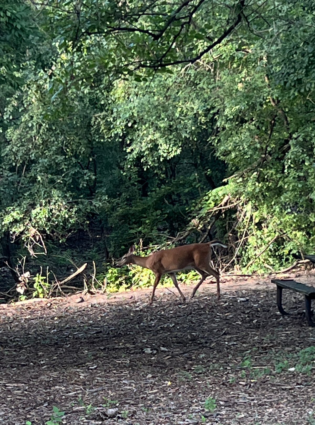 Seen on the pathway from hole 8 and 9