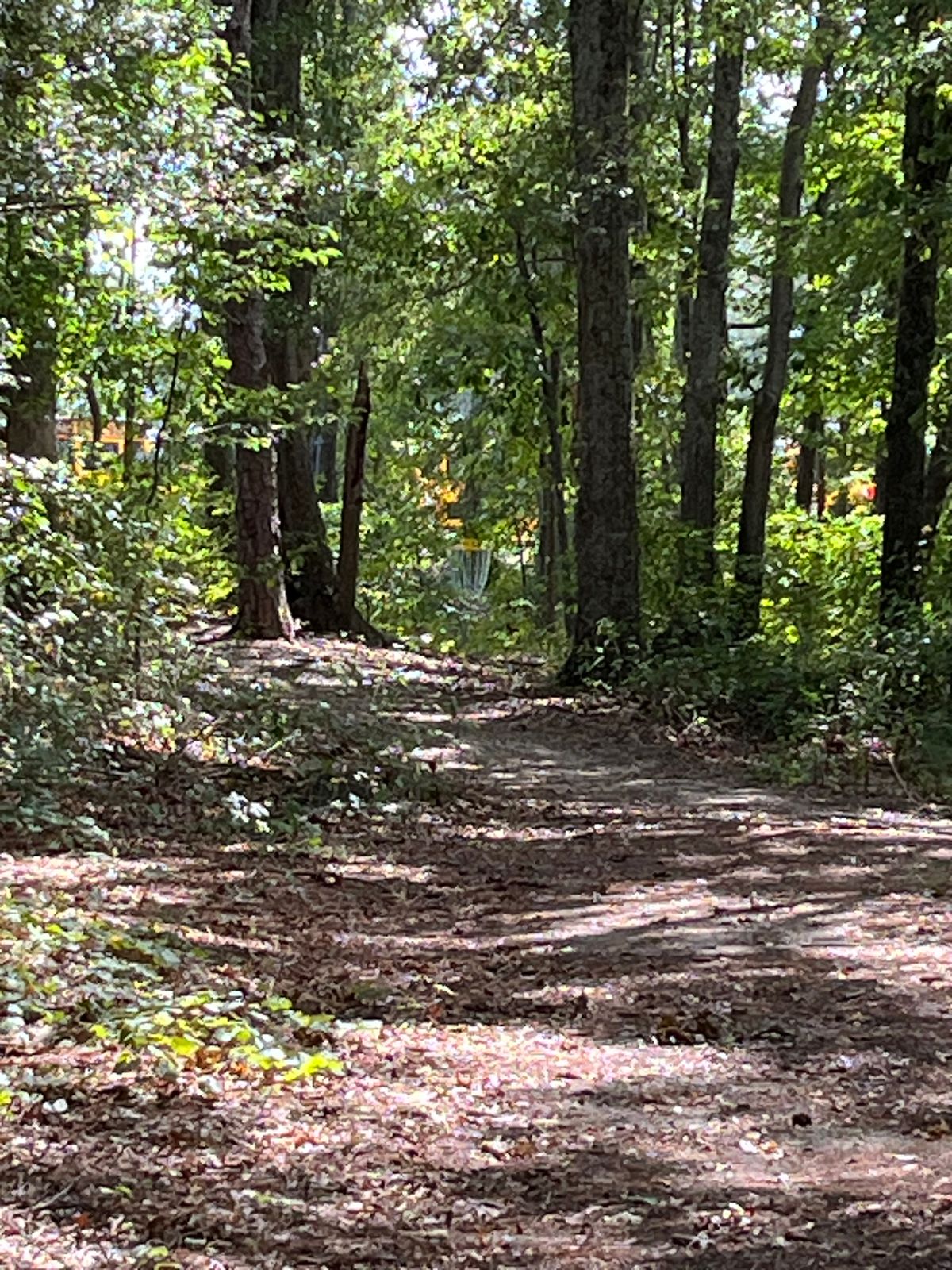Hole 3 is a slight dogleg left between the trees.