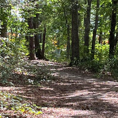 Hole 3 is a slight dogleg left between the trees.