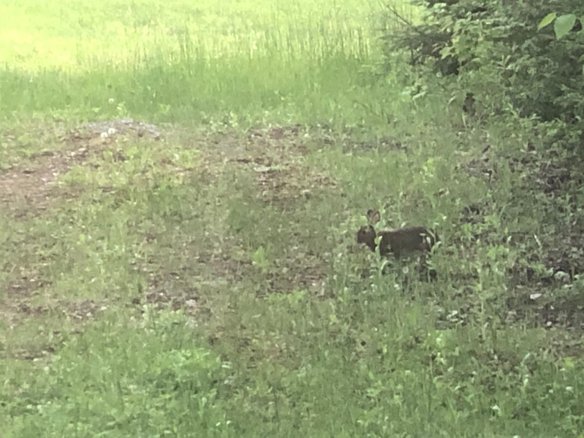 Snowshoe Hare