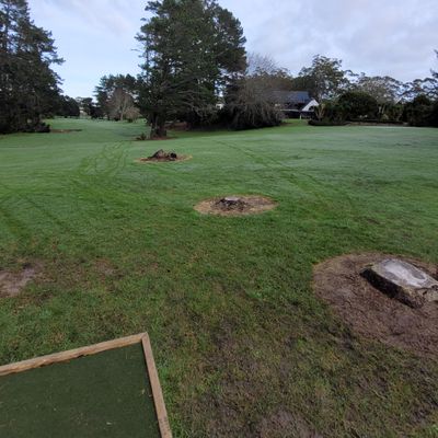 Hole 2 and 11. Mando tree
