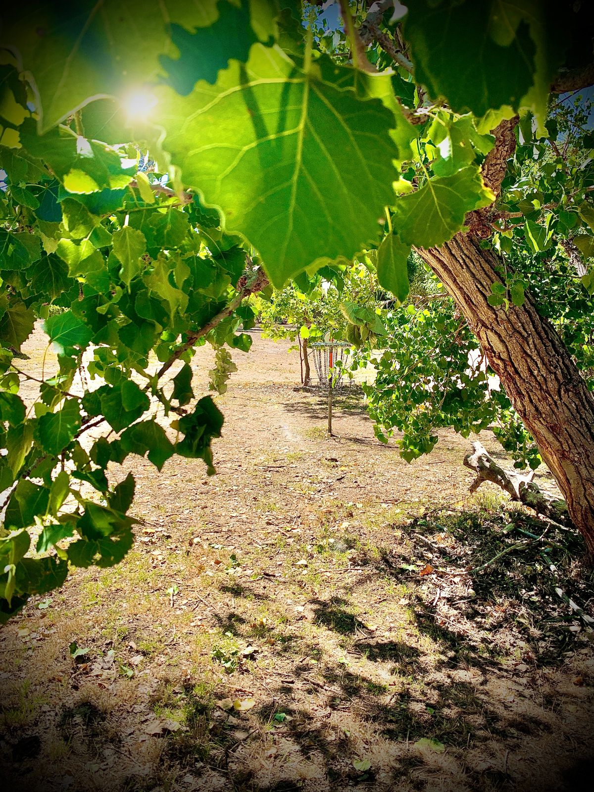 Hole 4 basket in June