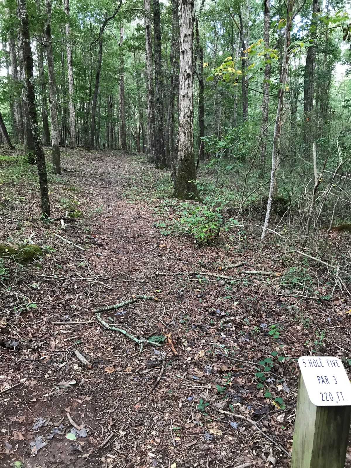 Hole 5 starts the wooded holes, but has great line choices. Trail into woods from 4’s basket.