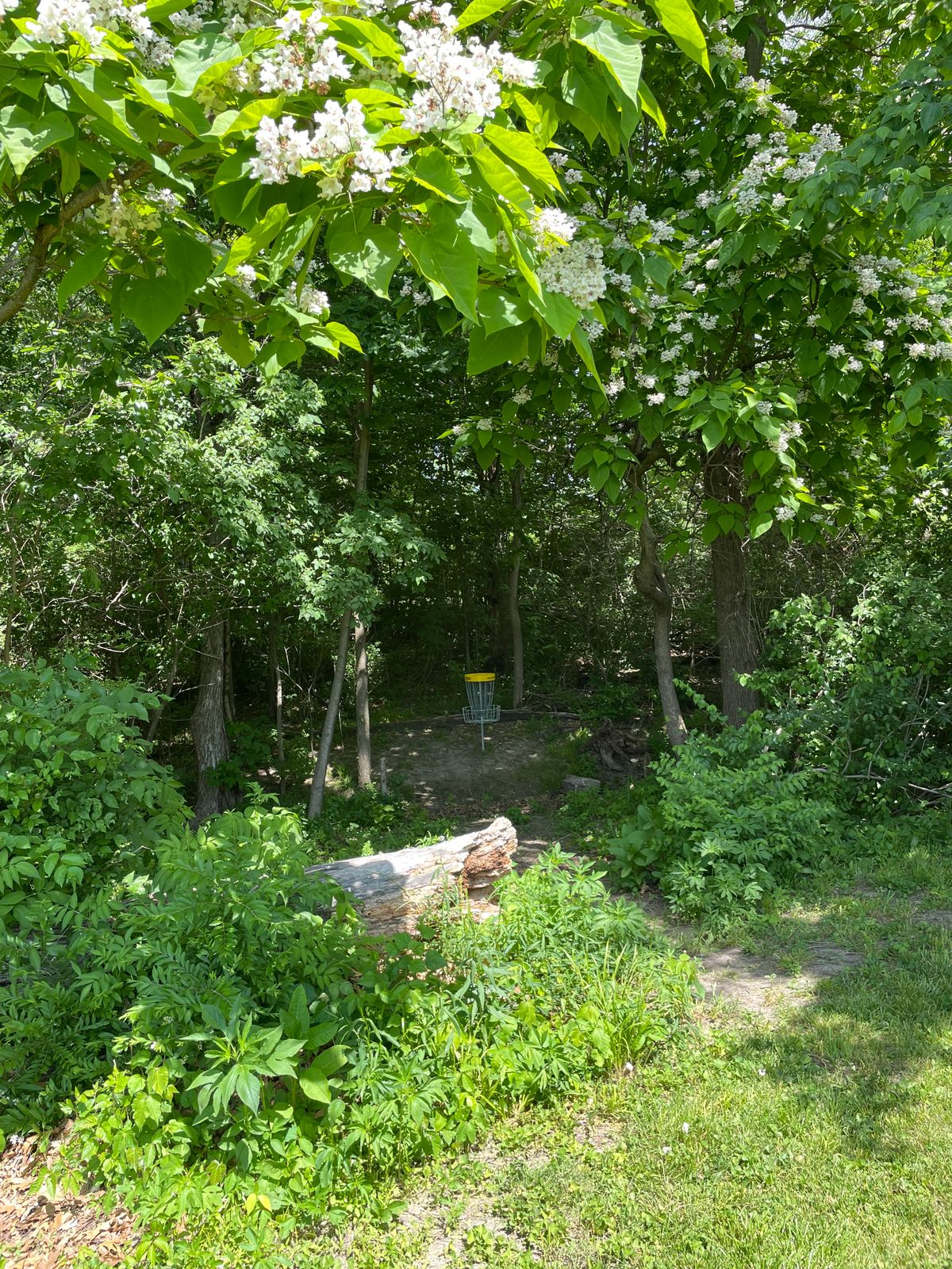 Hole 11 Yellow