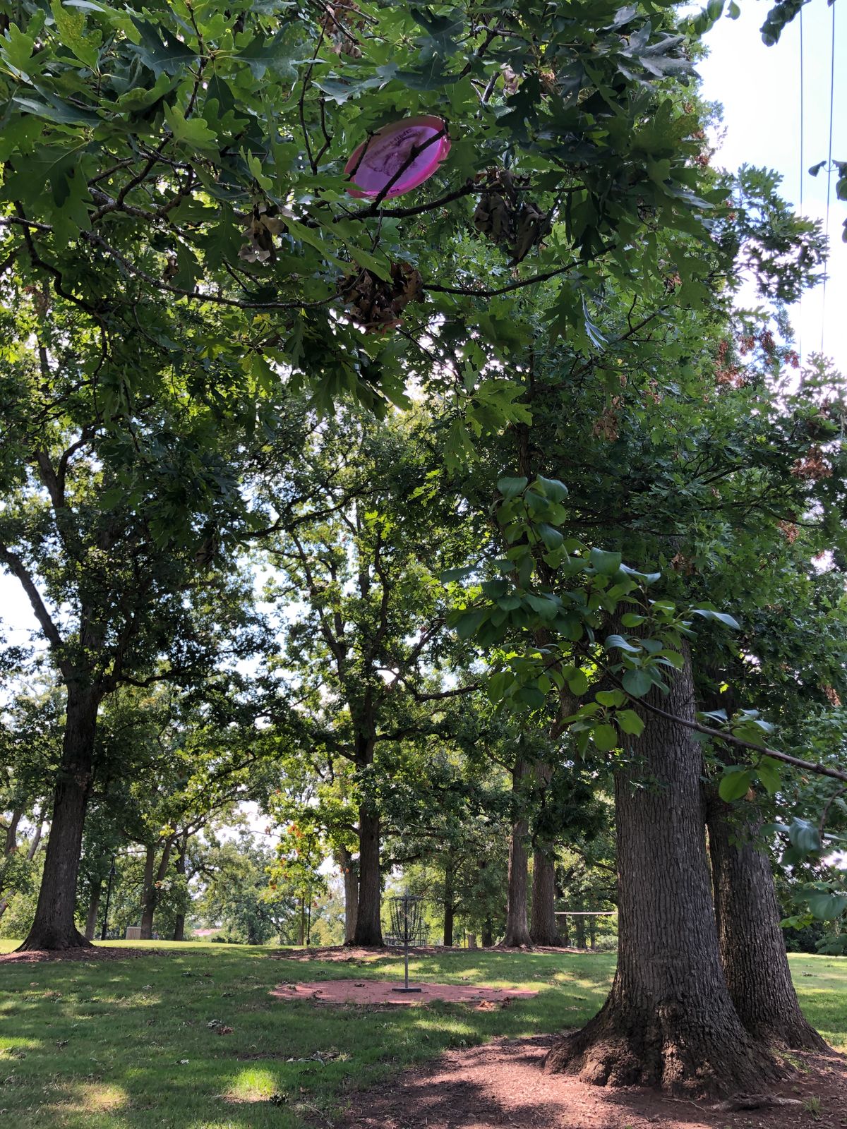 The disc-eating tree on hole #9