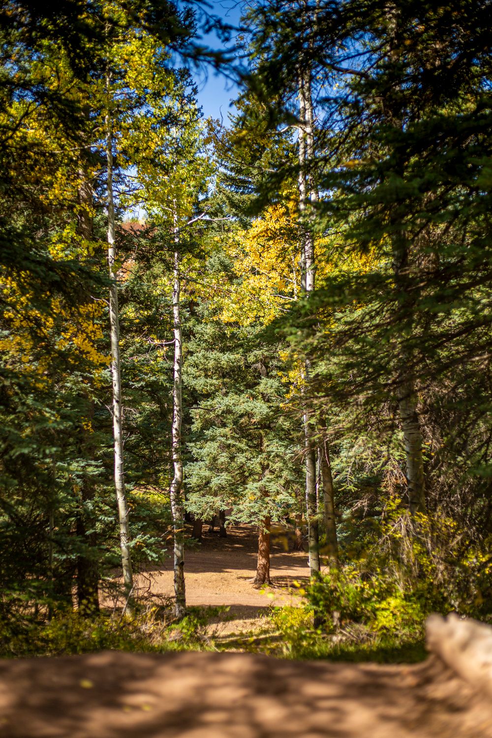 Hole 10 tee (both baskets are blind from the tee box)