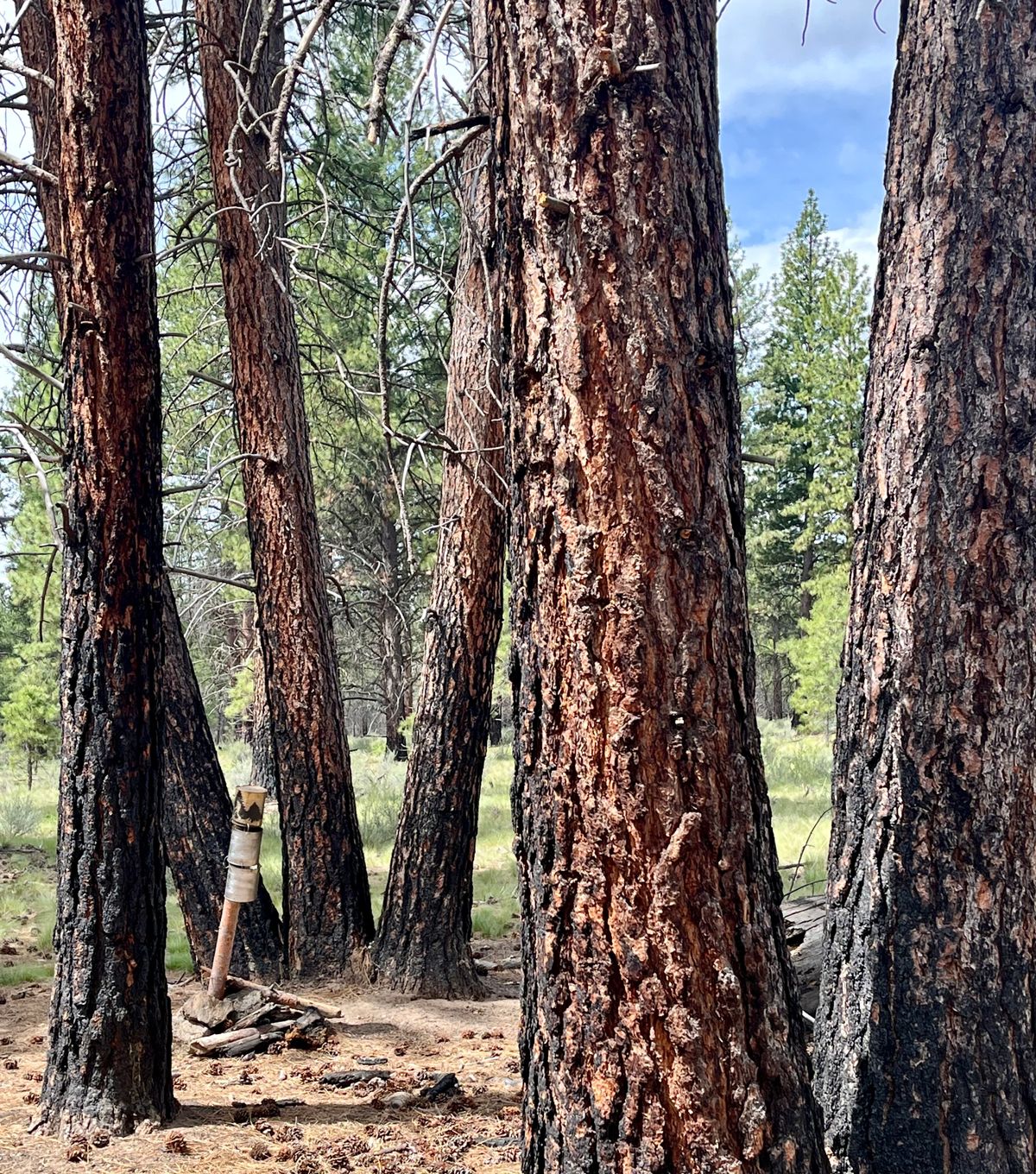 Trees surrounding cans on hole 8