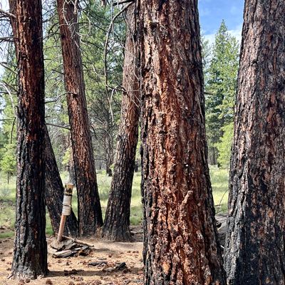 Trees surrounding cans on hole 8
