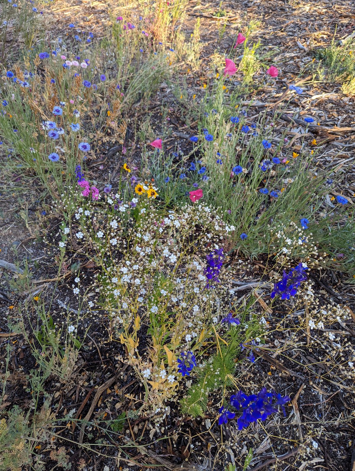 Hole 1 - Wildflower Project