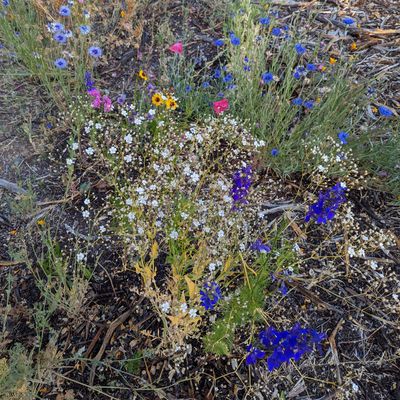 Hole 1 - Wildflower Project