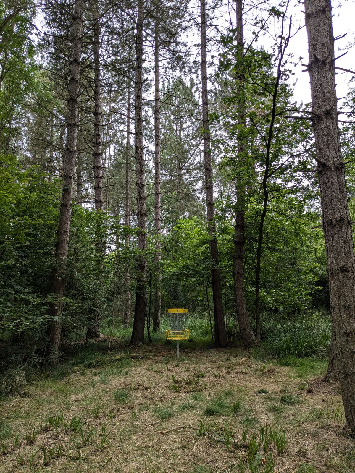 Some great long woods holes