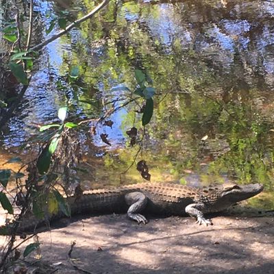 Gator near the river on 4