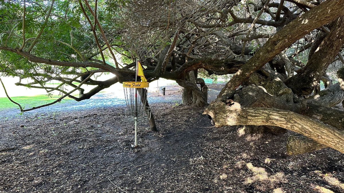 In the trees!
