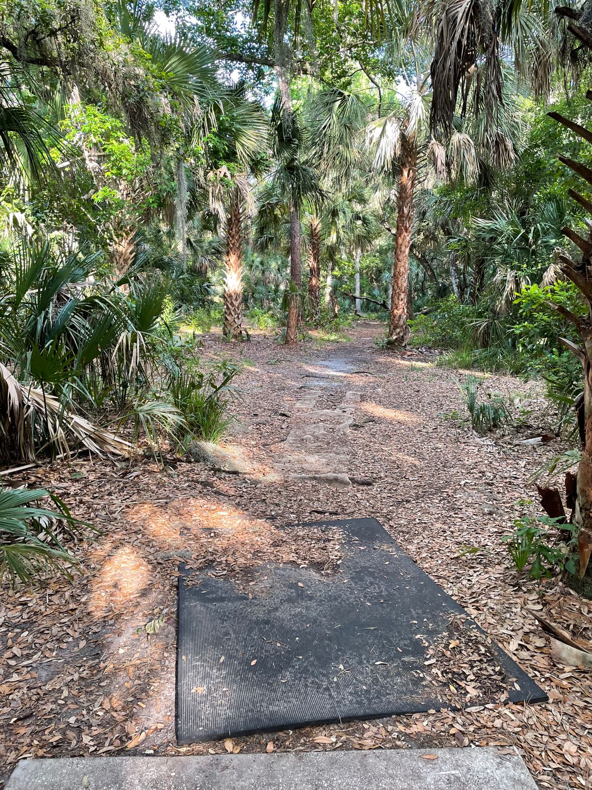 Hole 5 tee