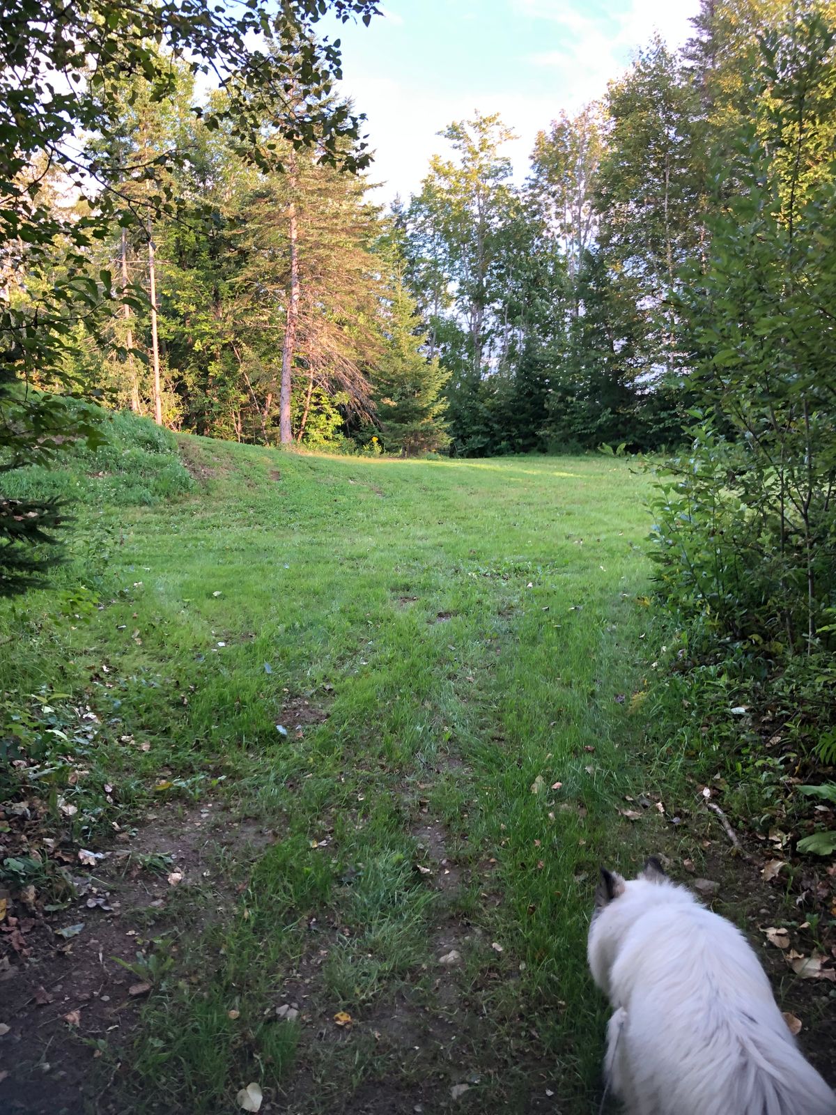 15 fairway right side of tree