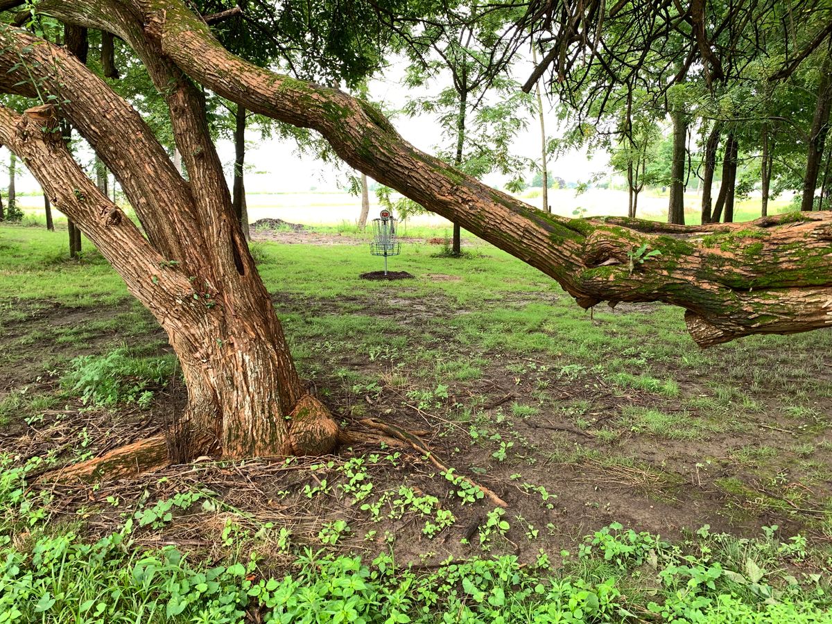 Hole 13 basket from the cross tree