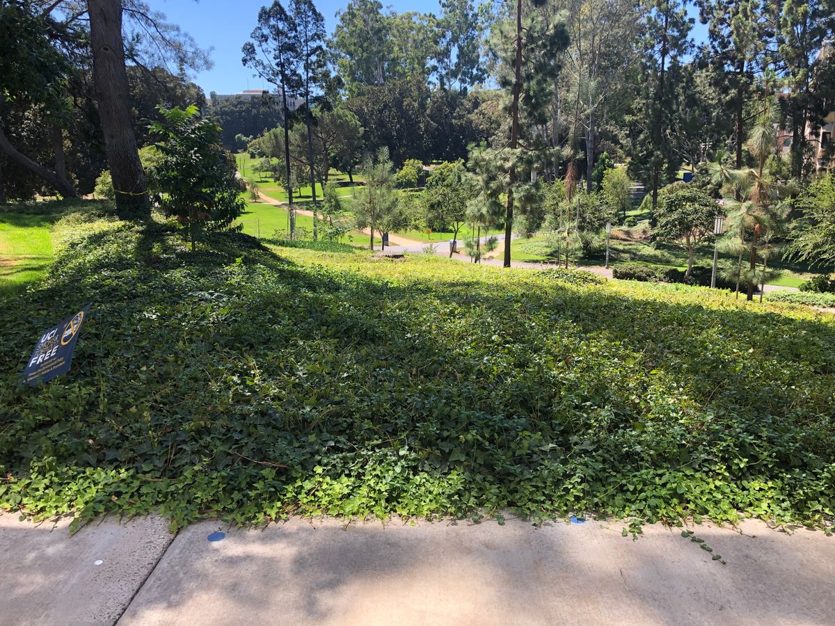 Blue tees 3 & 14. The ivy is OB.