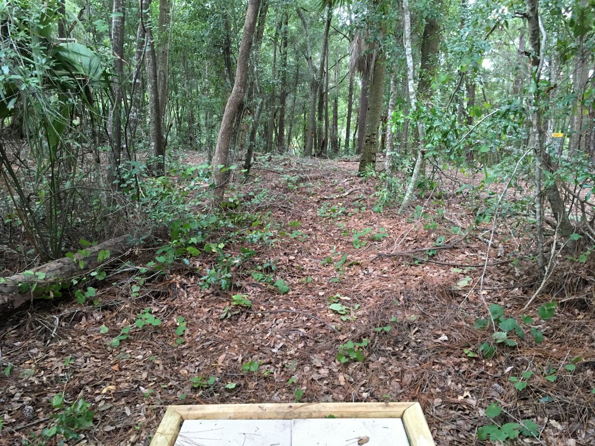 Hole 4 Tee