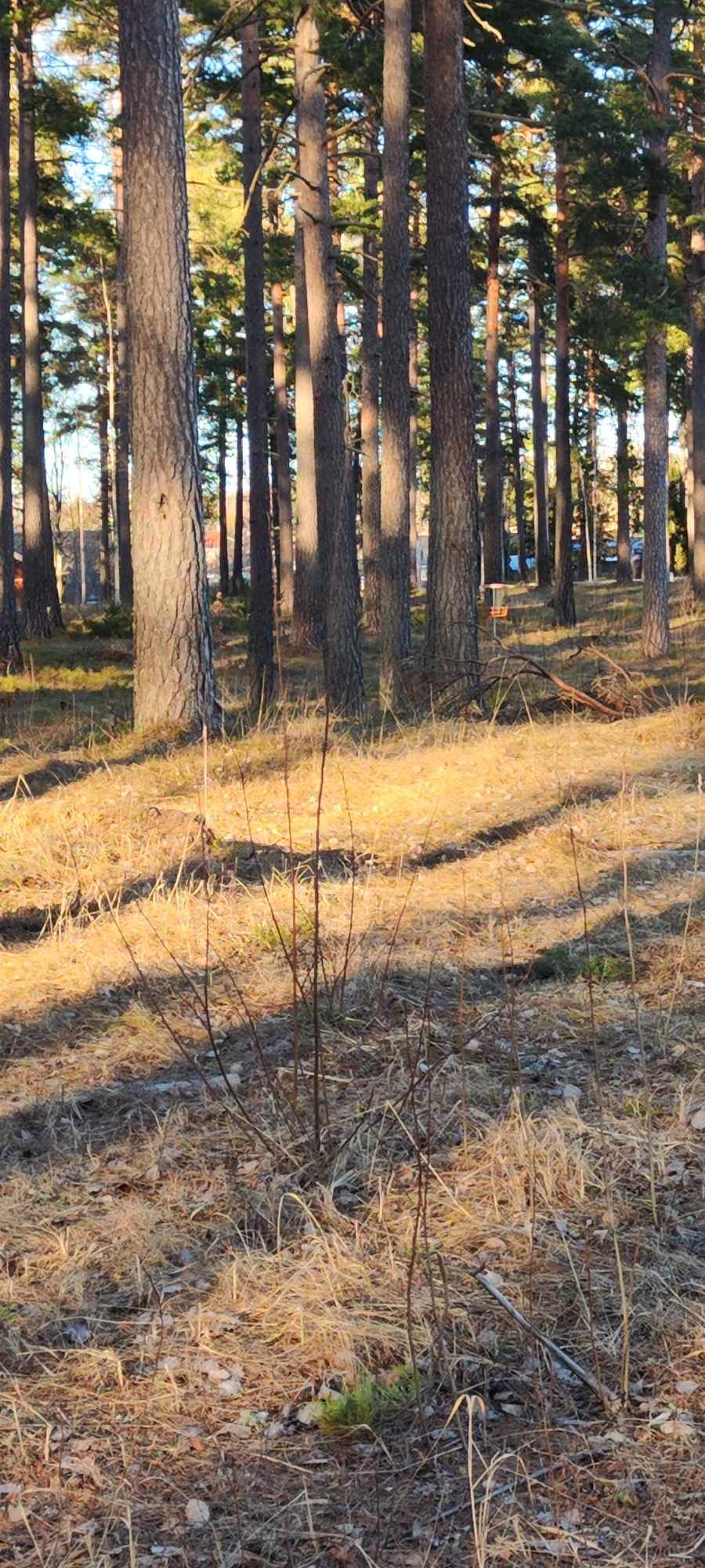 Hål 7, skymt av korg bakom träd