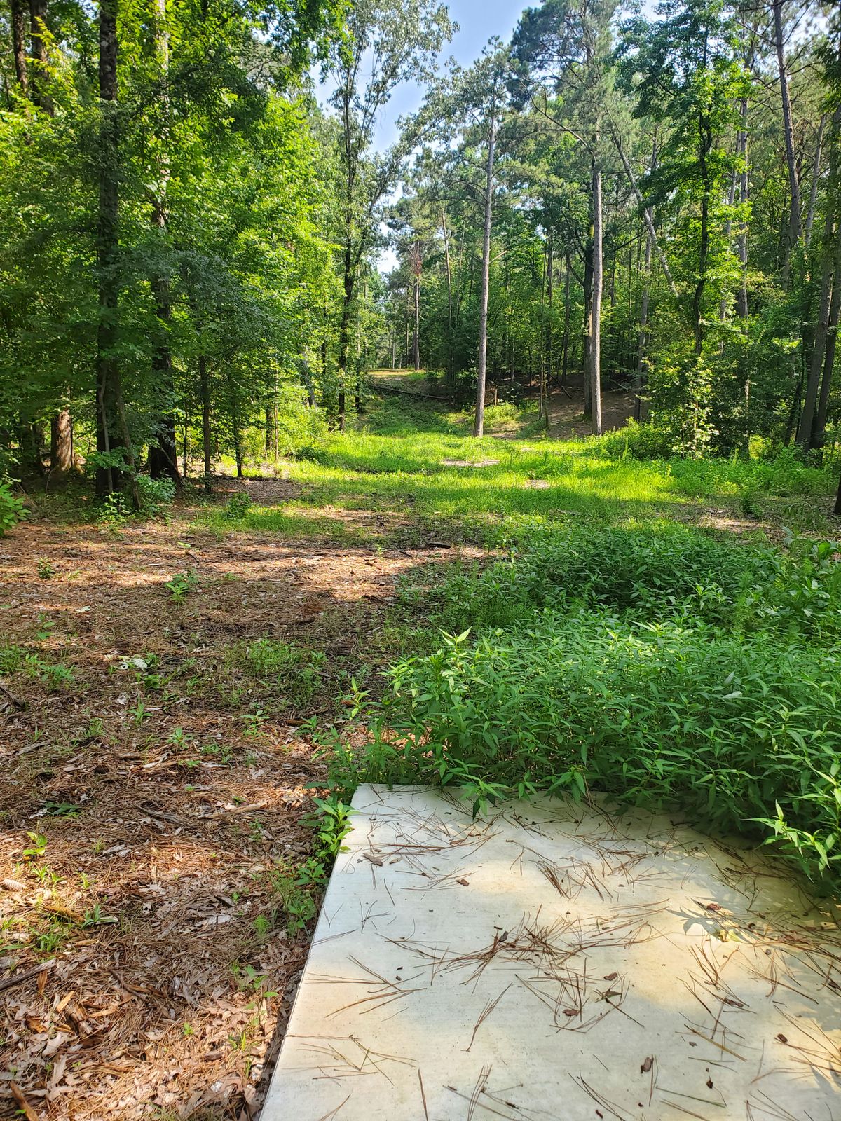 Hole 7 short tee