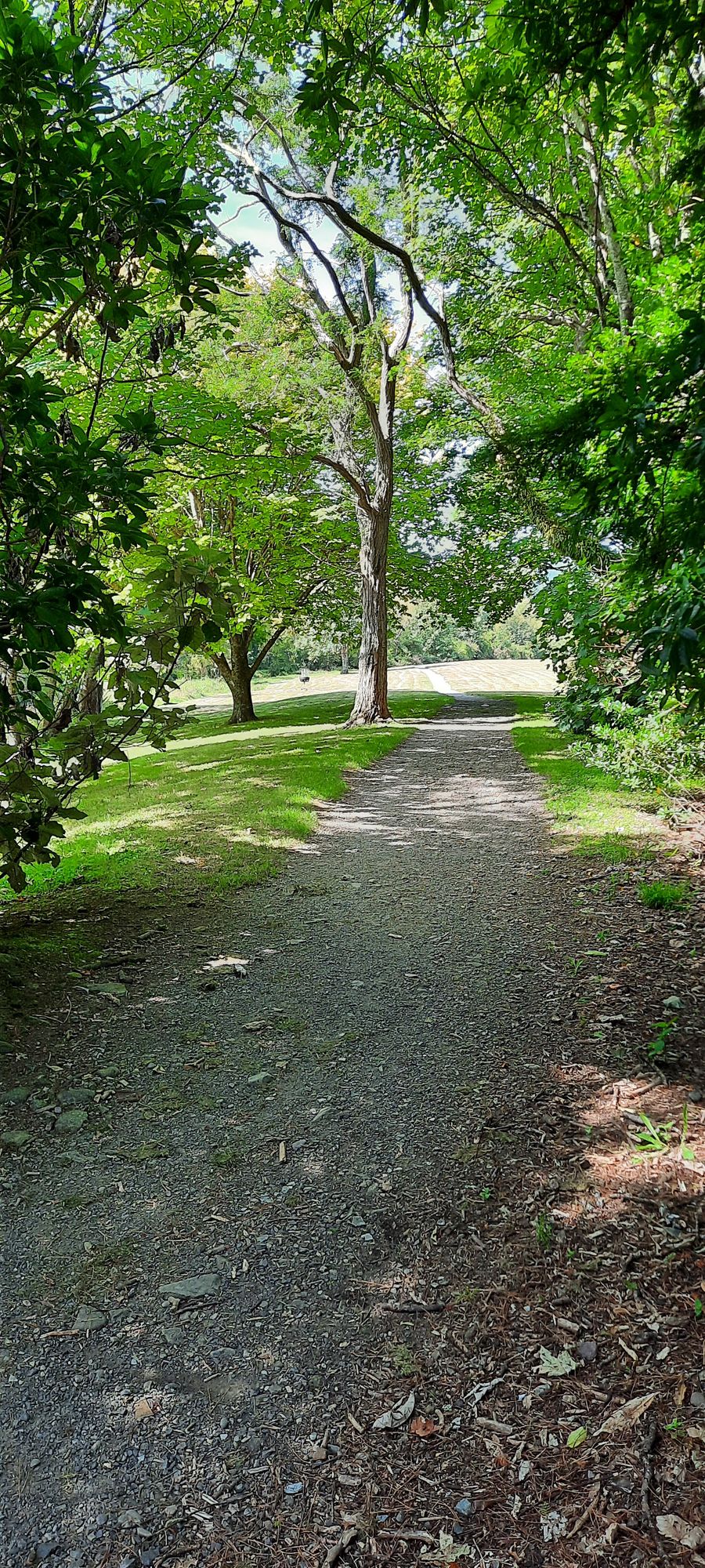 Hole 5 tee