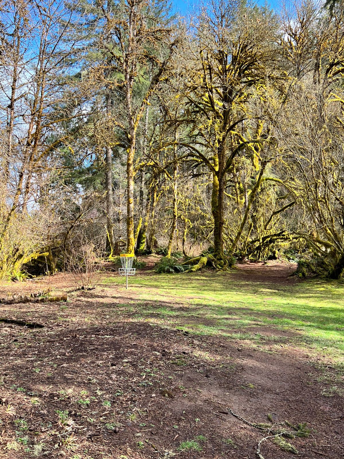 Hole 5 green