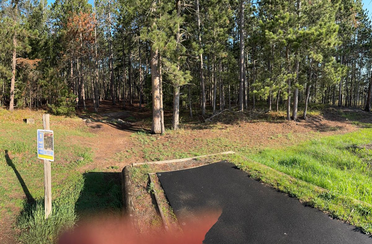 Lots of trees
