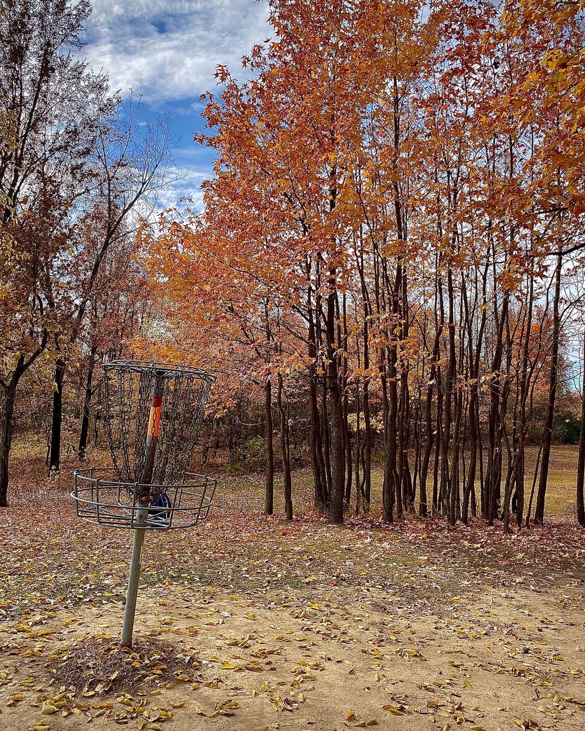 Hole 1s basket looking at guardian trees