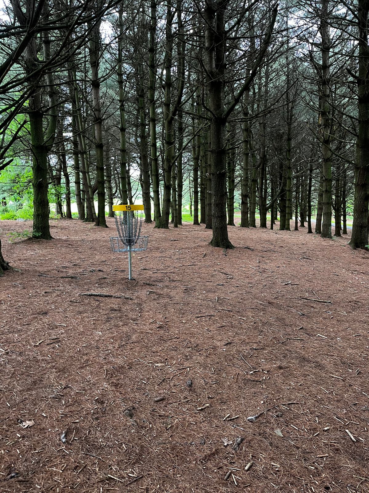 Hole 15 yellow green
