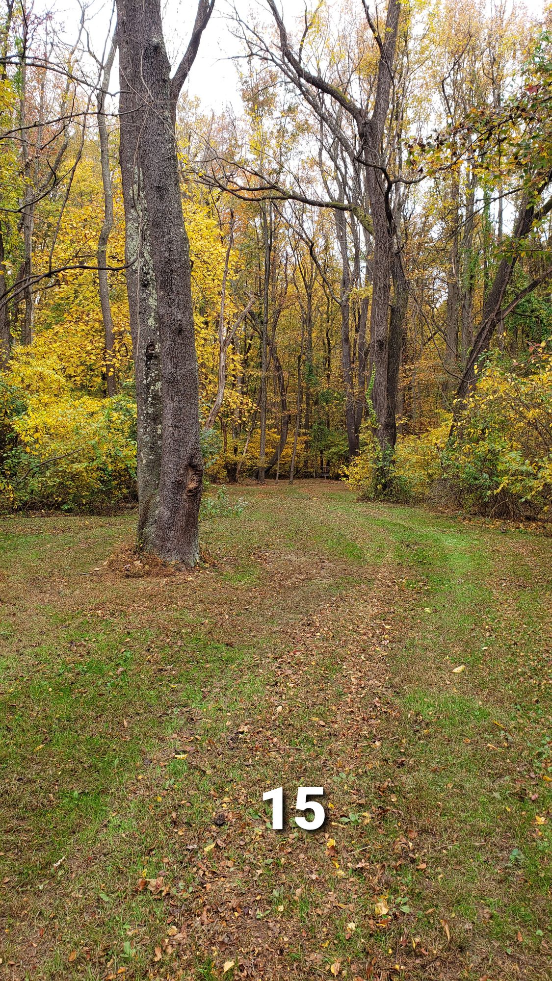 Hole 15