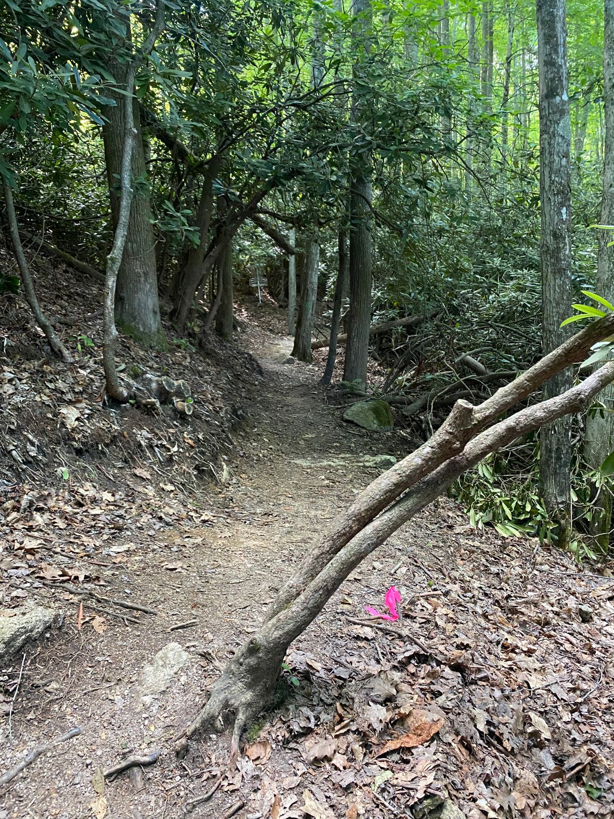 Tee 7