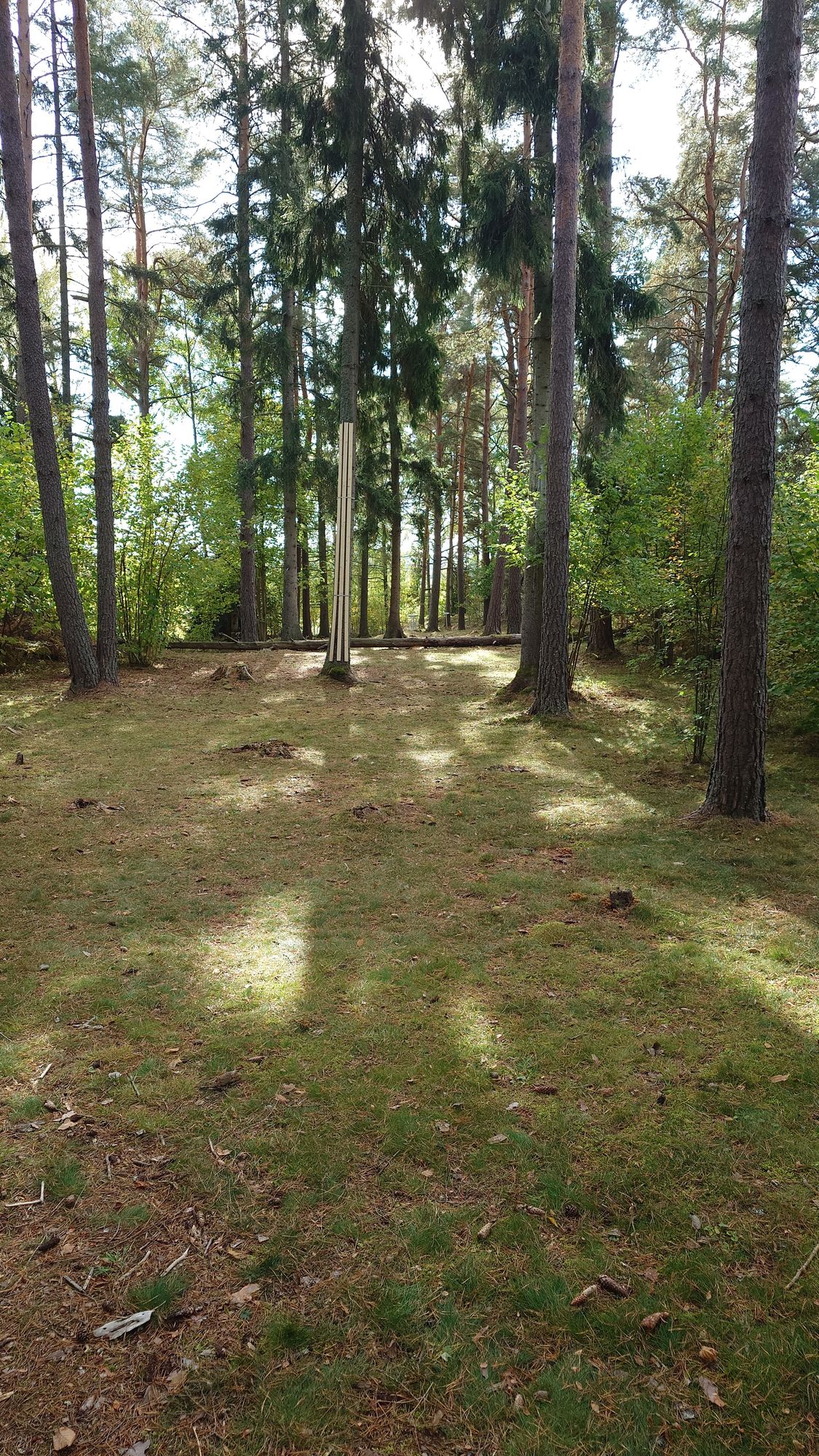 Lite höst jobb på banan. Skydd för viktigt trä.