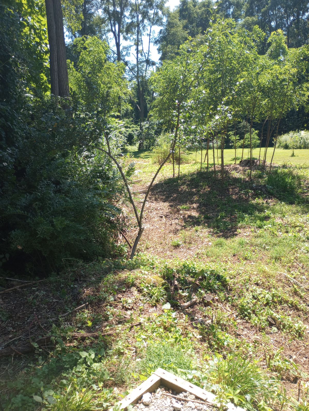 Tee Early Fall