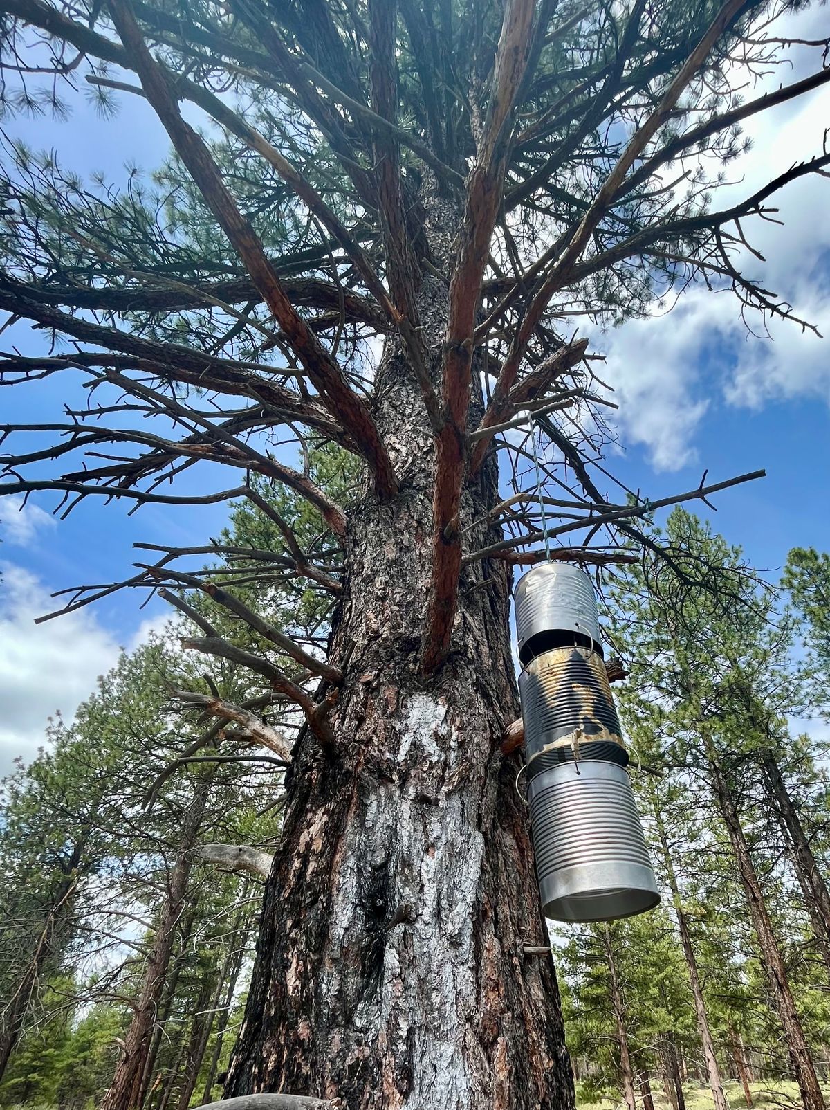 Hanging cans on hole 9