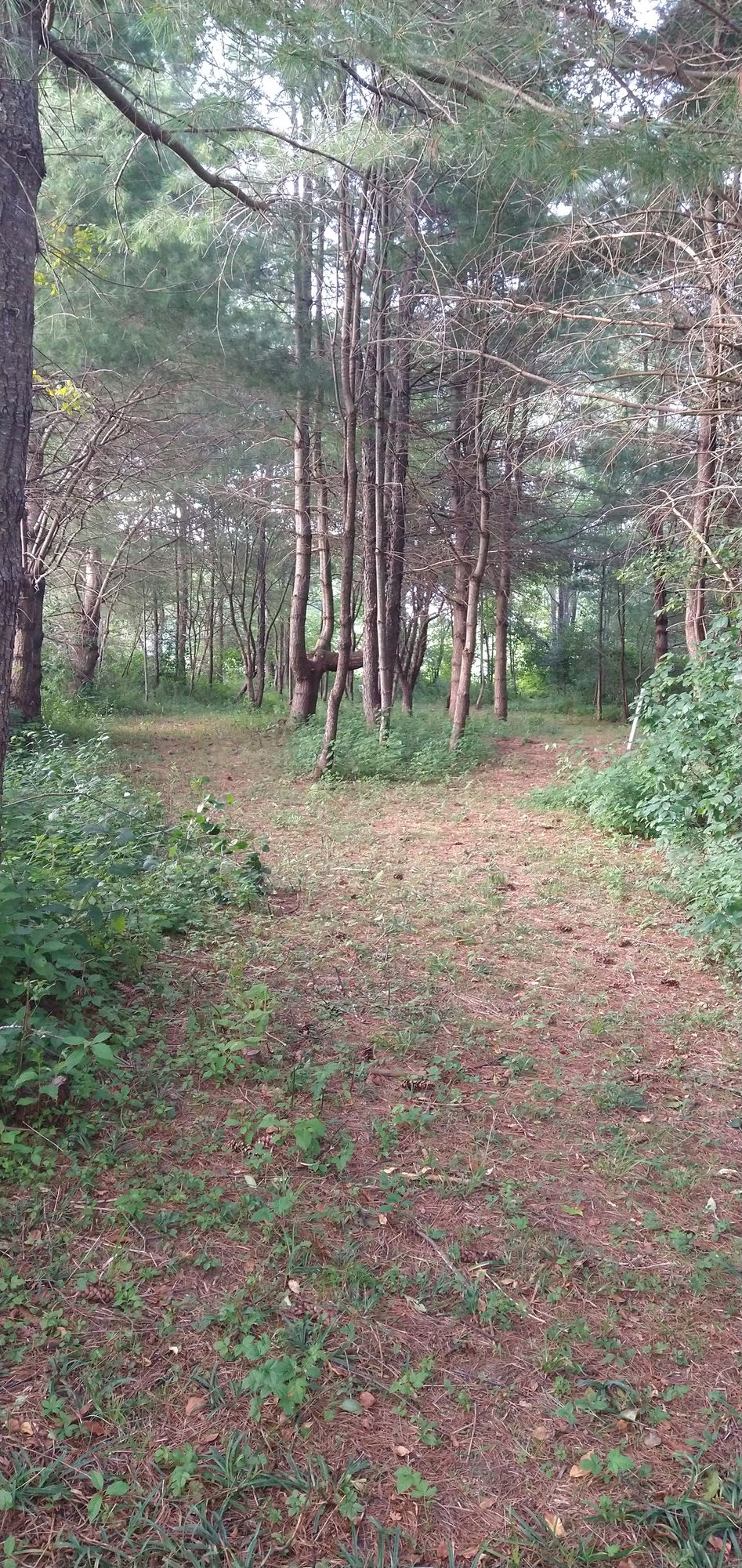 Hole 5