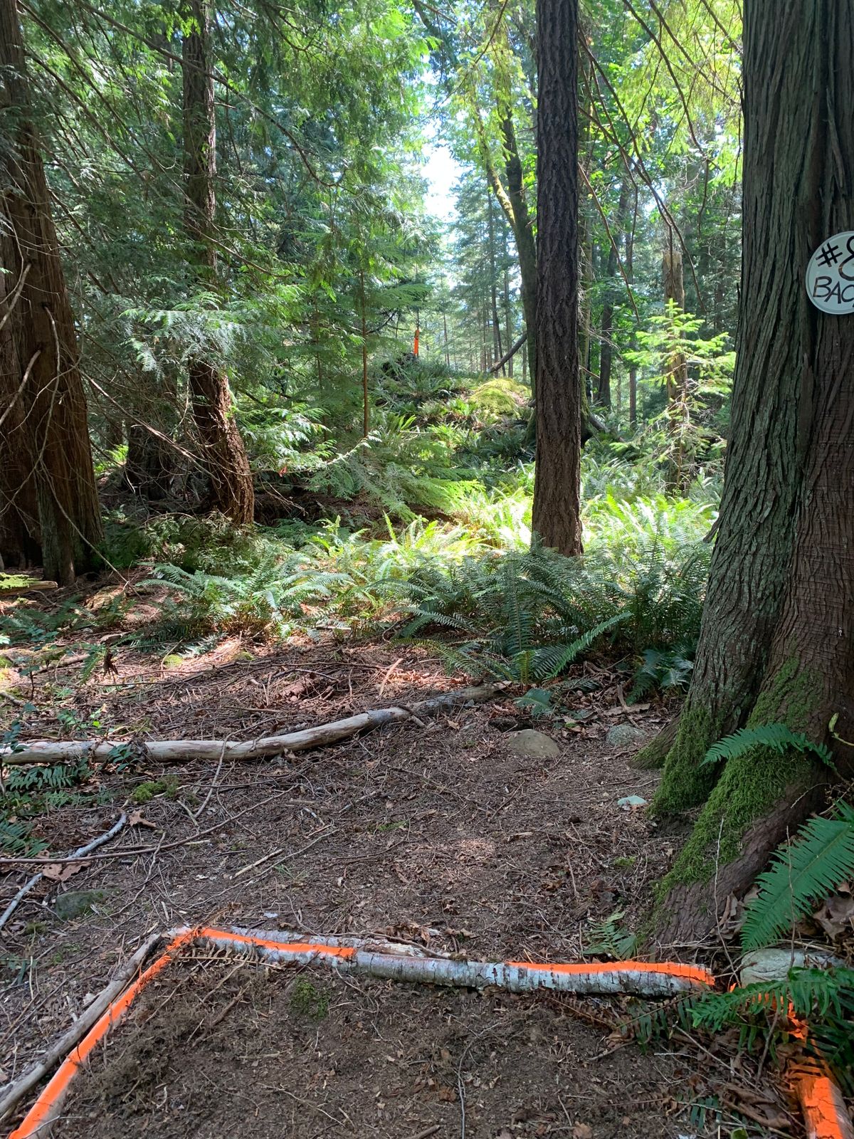 Hole 8 back