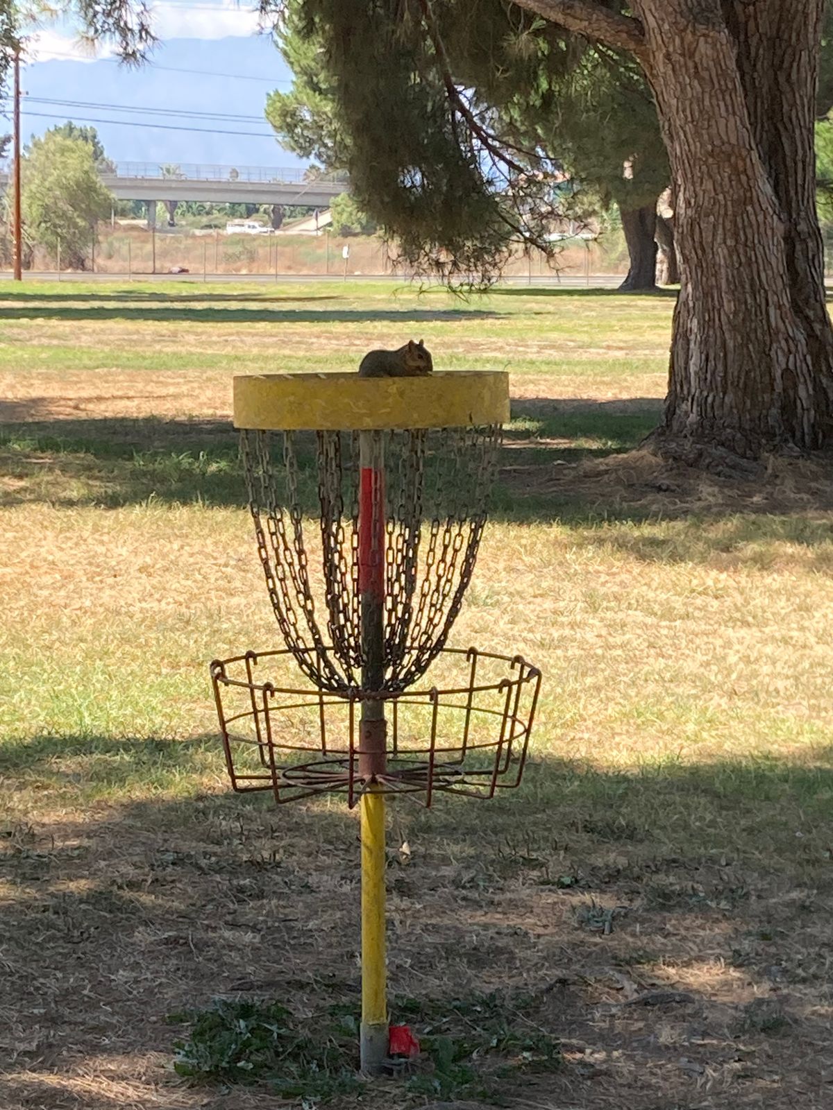 Not afraid that I’ll hit chains on hole 6 basket :/