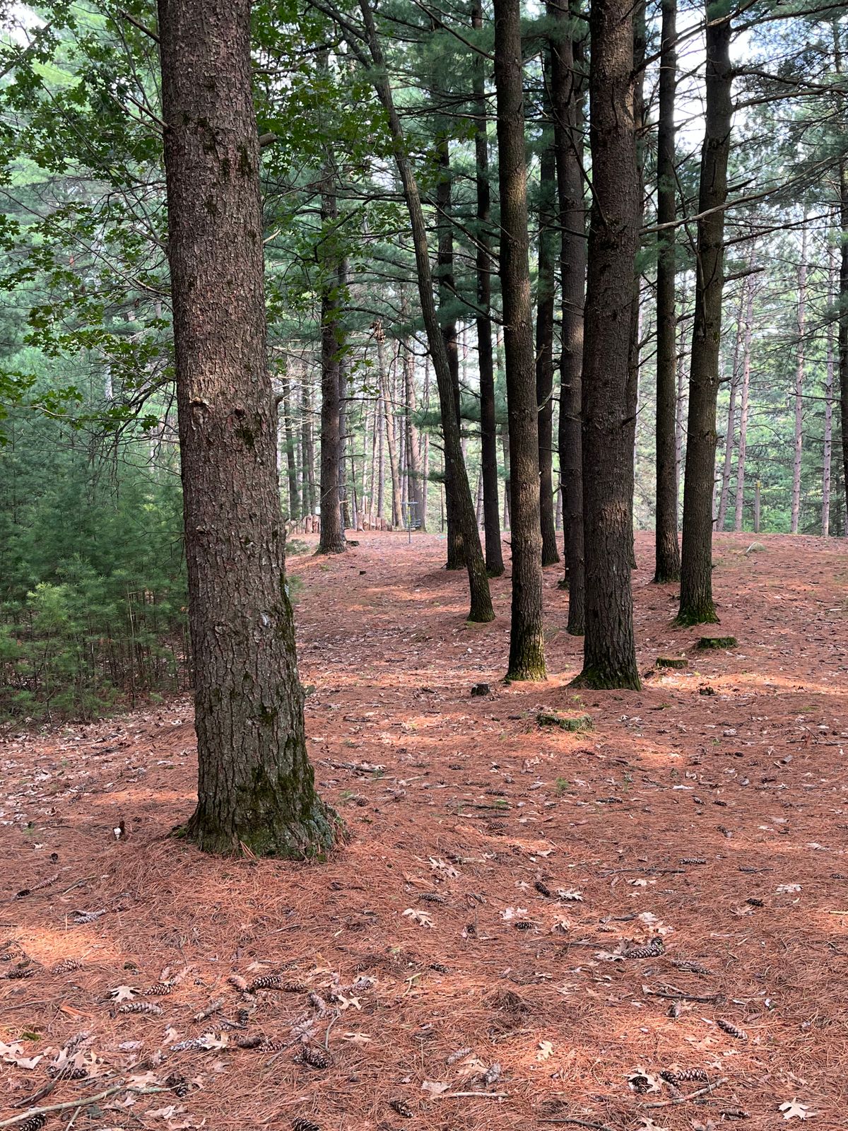 Hole 11 approach